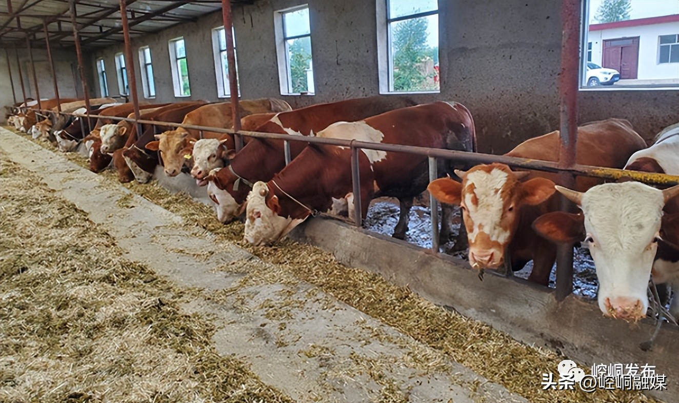 “我们这十年”丨崆峒：“畜”势勃发“牧”歌欢唱