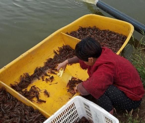小龙虾脱壳不遂软绵绵,小龙虾蜕壳后变软不动是死掉了吗