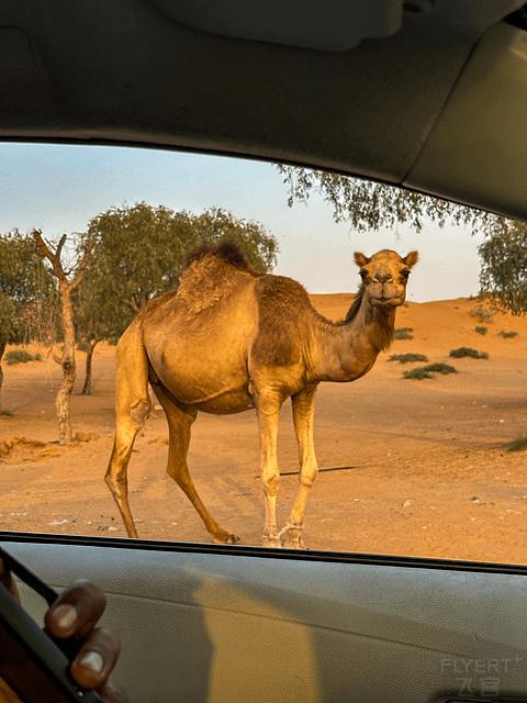 哈伊马角利兹卡尔顿,哈伊马角沙漠丽思卡尔顿酒店