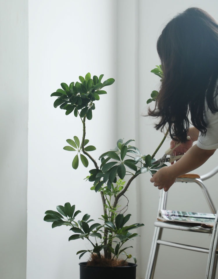 招财树怎么养？记住“4点”，枝叶繁茂四季翠绿，家中财运旺