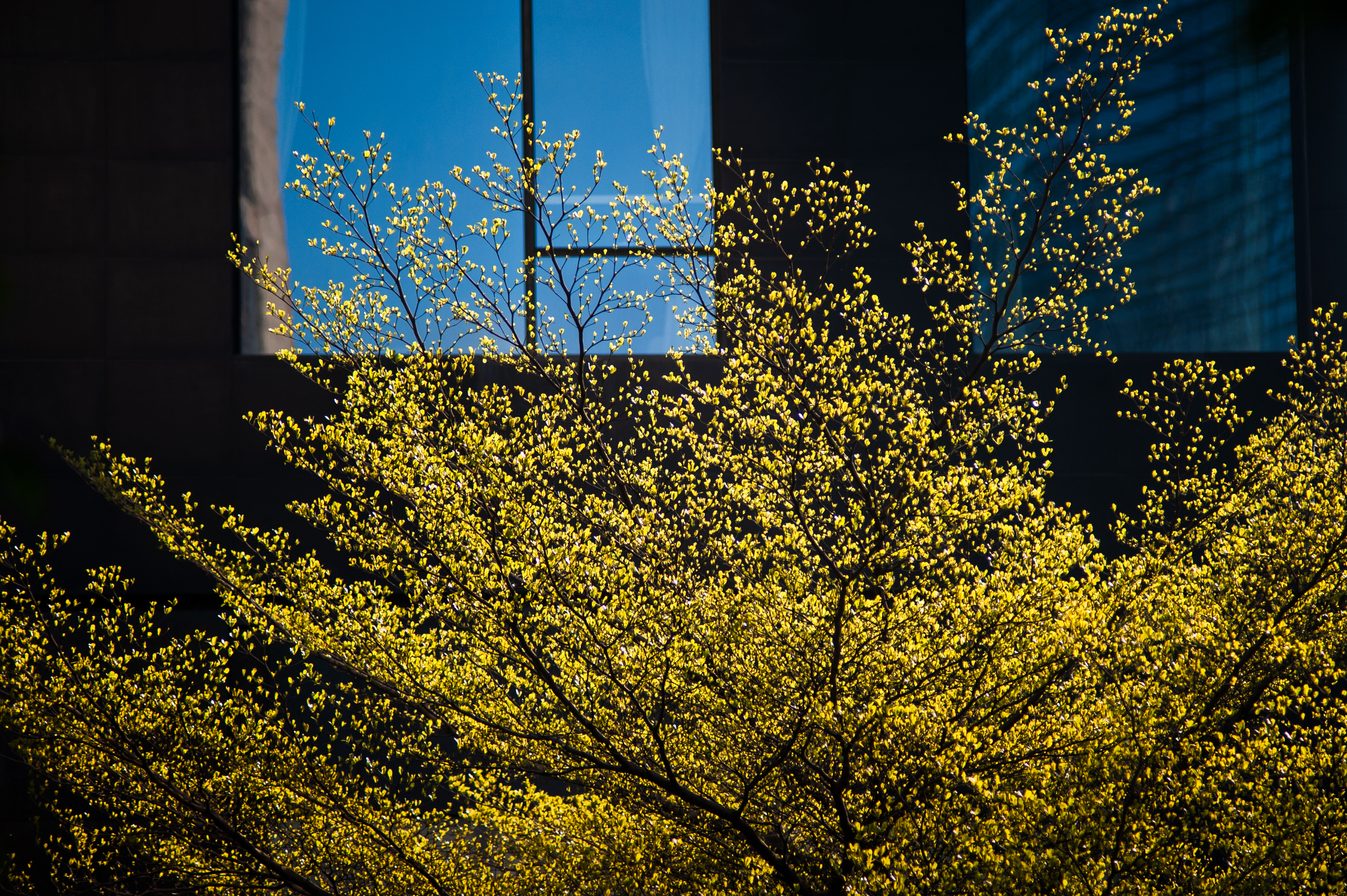 花城春天里,花城春天荷花