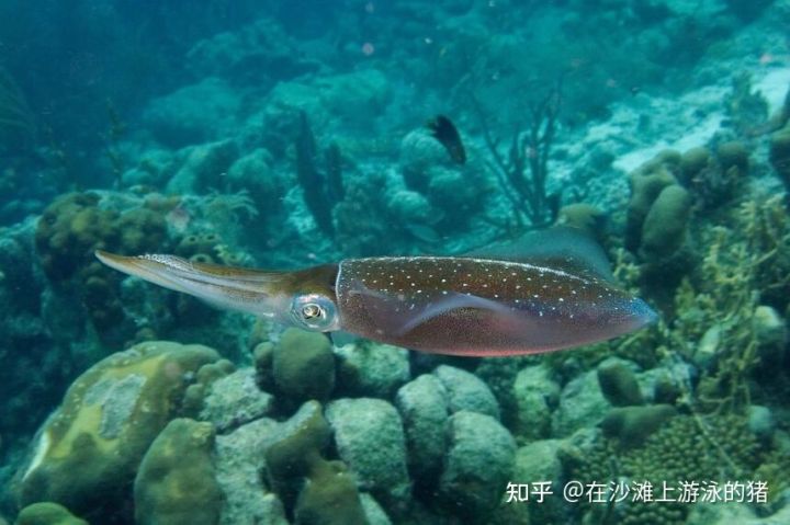 大话舟山海鲜系列(三)—大话墨鱼(喷墨家族成员之一)