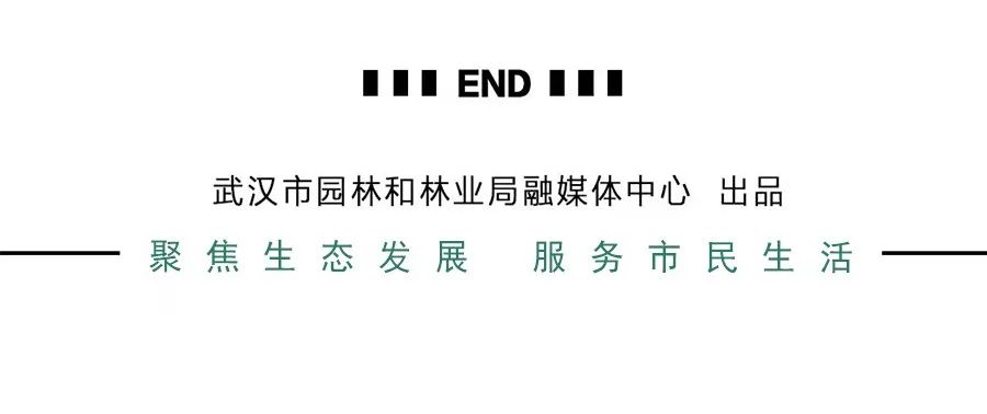 最好看的月季花海,百万株月季怒放惊艳五月初夏