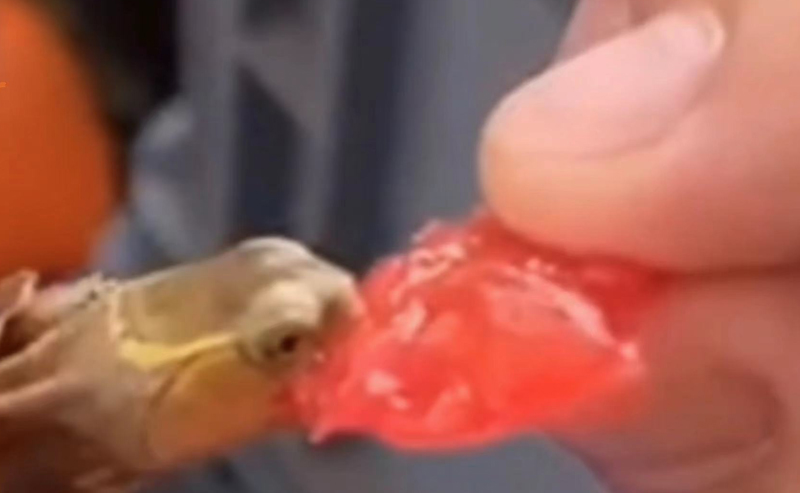 黄缘龟怎么培养,黄缘龟和黄缘闭壳龟有什么区别