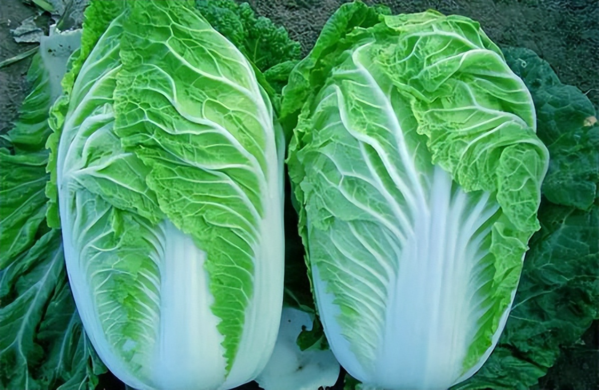 喷了甲醛的白菜怎么处理,喷过甲醛的白菜什么样