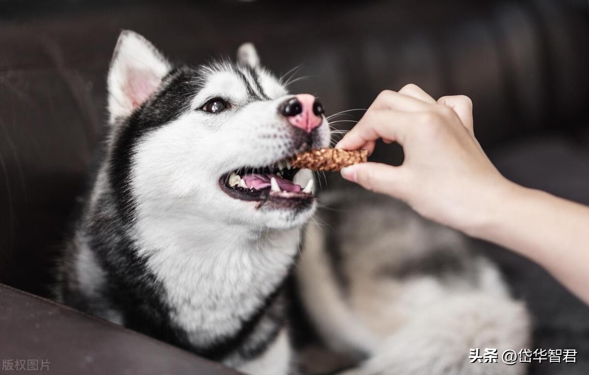 中宠食品股份股票行情,宠物概念股一览中宠股份