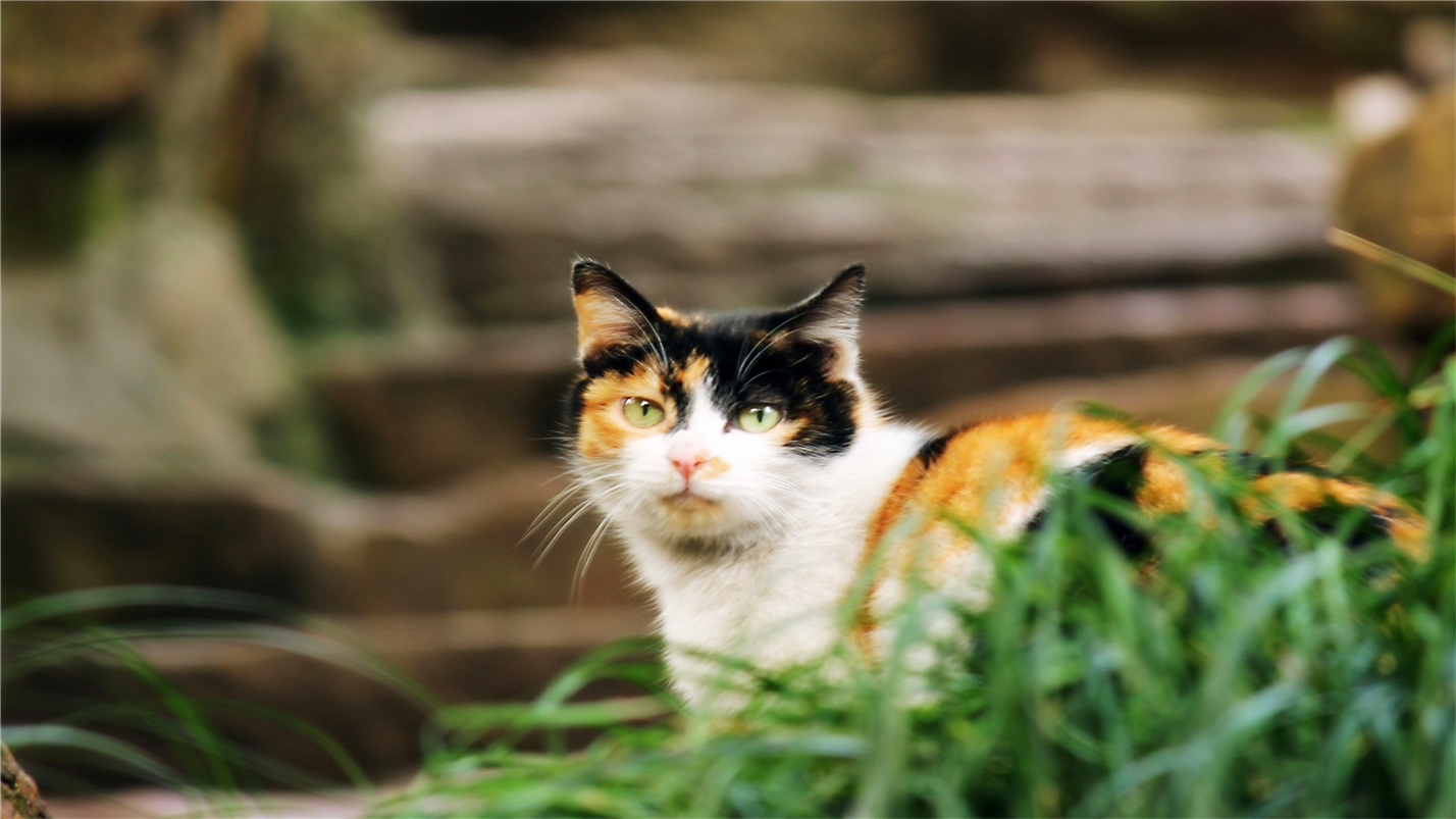 雨过天晴的惬意,雨过天晴很惬意的句子