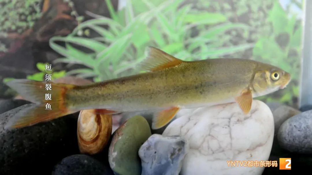 云南86种土著鱼实现人工驯养繁殖,云南土著鱼人工繁育