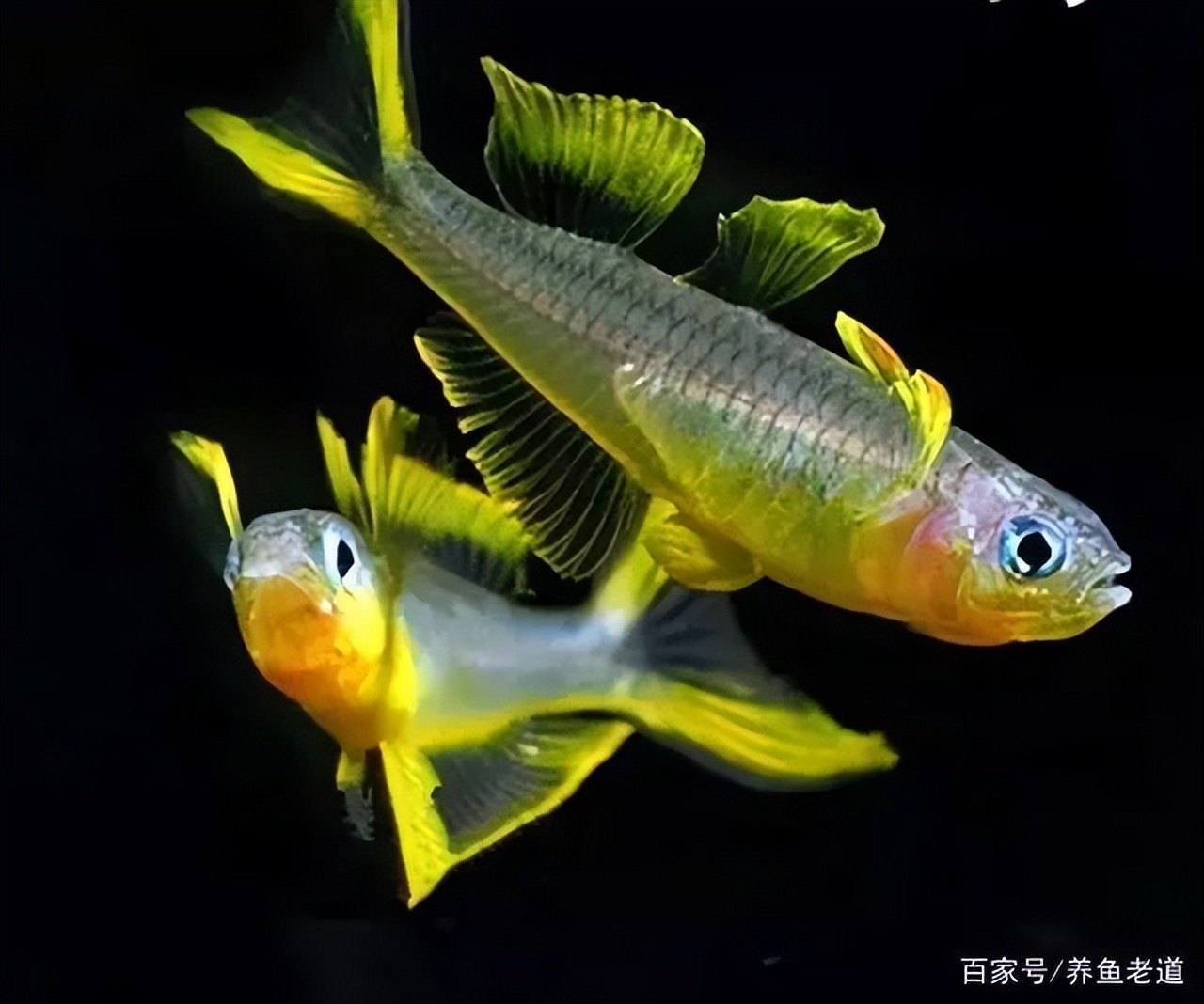 最佳的美人鱼观赏鱼,最漂亮淡水鱼观赏鱼