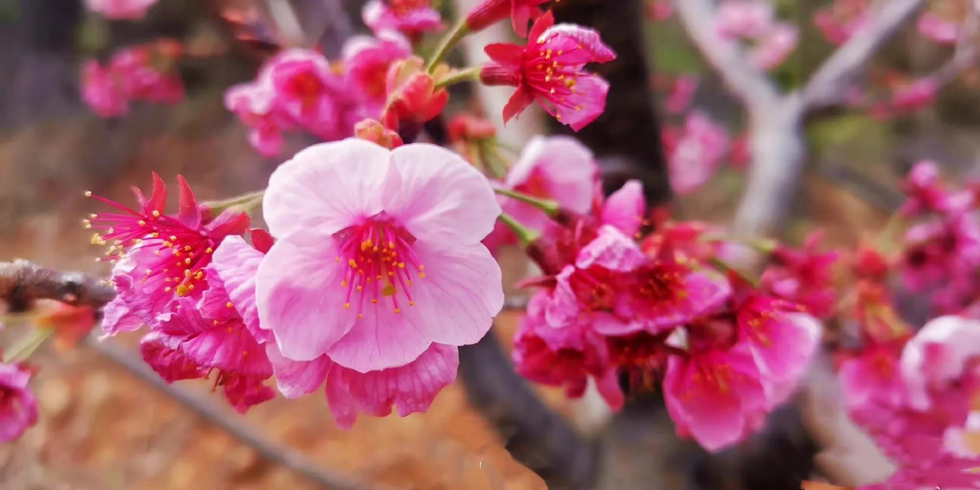 李兰芳歌曲国外翻唱,李兰芳视频大全