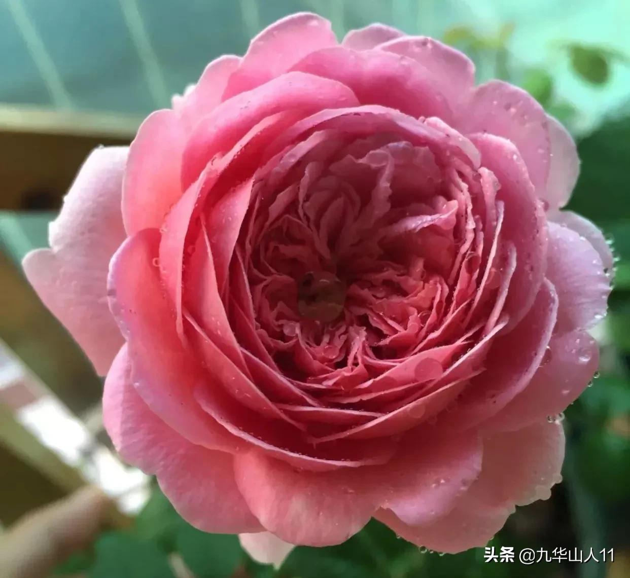 大花浓香勤花的月季品种,大花月季品种介绍大全图片及价格