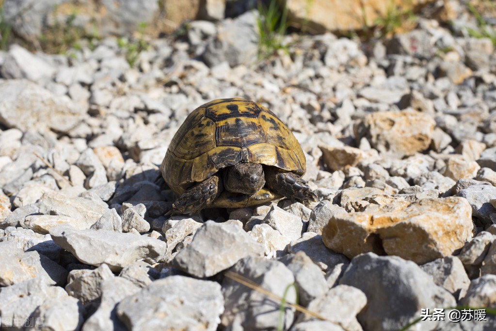 龟冬眠的正确方法图解,十种动物冬眠的方式视频