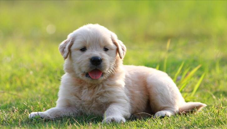 幼犬刚到家都有哪些注意事项,刚买的拉布拉多幼犬应该注意事项