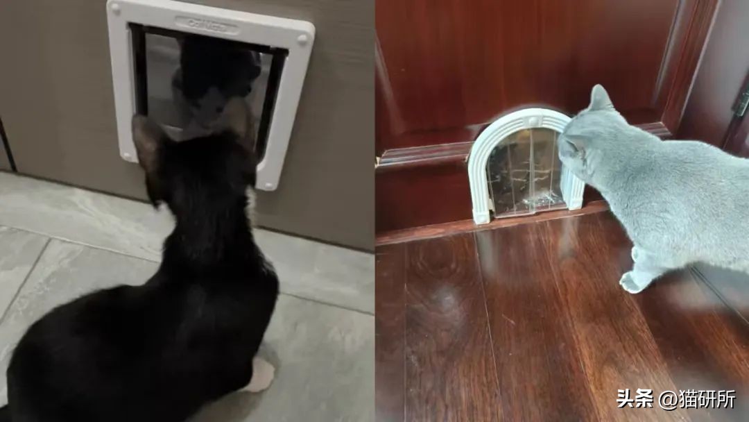 猫咪晚上总是想进卧室,猫咪大晚上总是钻沙发底下怎么办