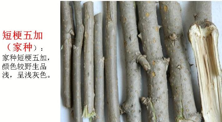 刺五加植物的识别方法,带你识别白薇