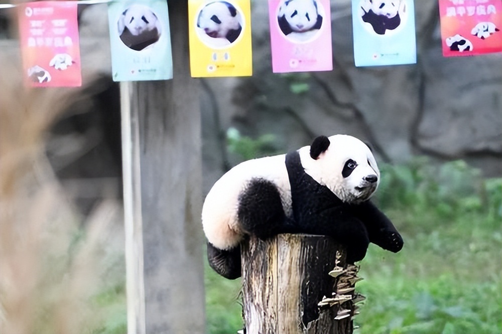 为什么加拿大养不起大熊猫,加拿大养不起熊猫