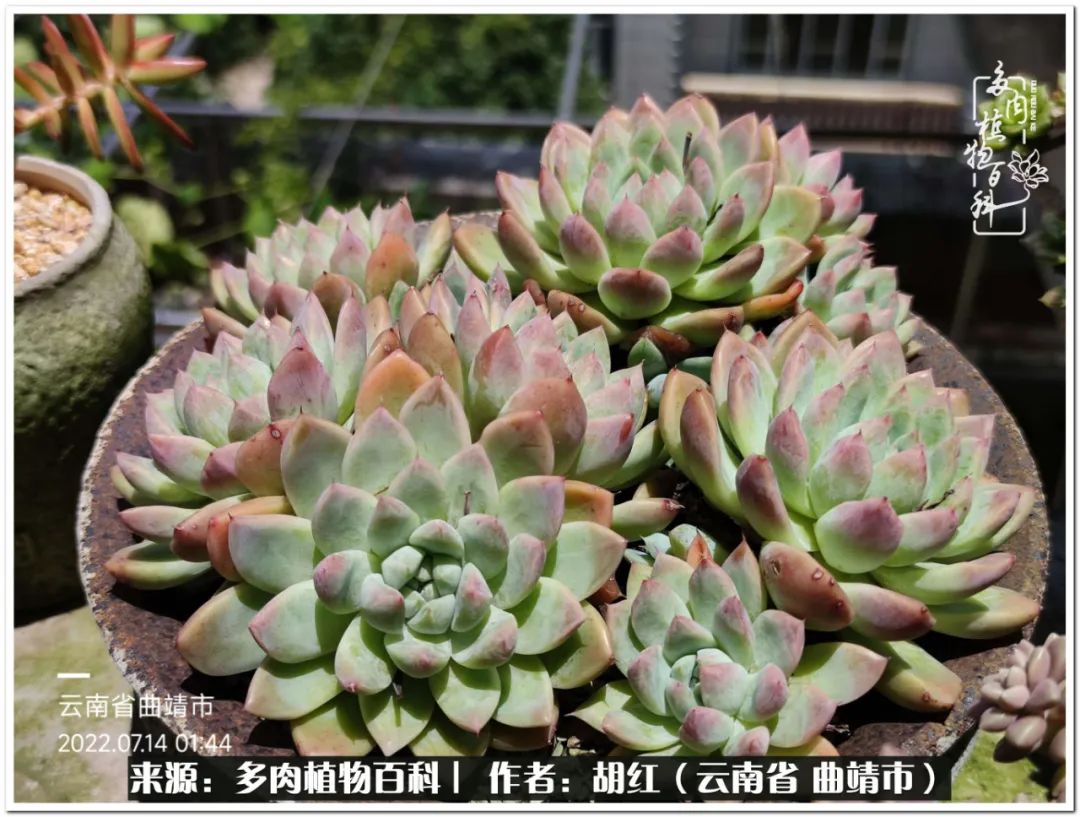 多肉植物里的糖,多肉生活的调味剂