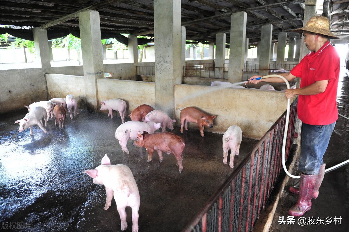 2022年三屠共猪，春节猪肉会涨价吗？科学分析比农村谚语更靠谱