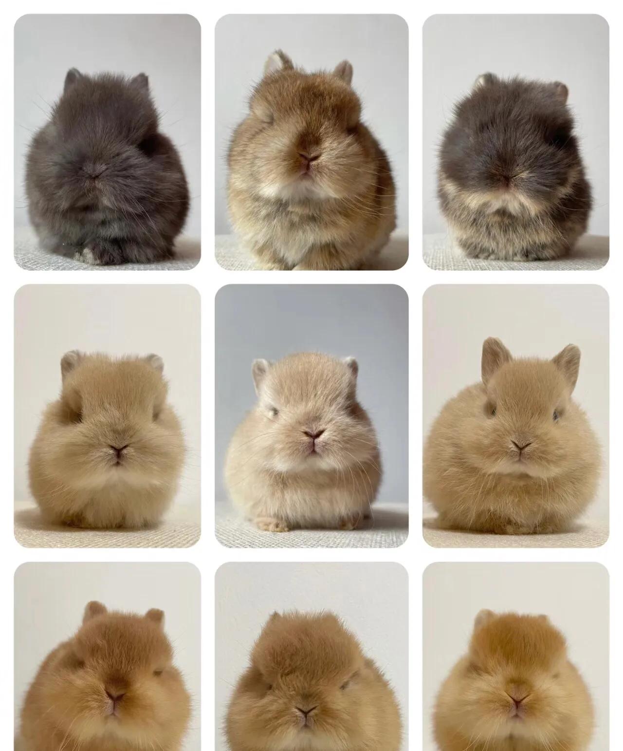 养宠物新手指南,小白怎么选宠物犬