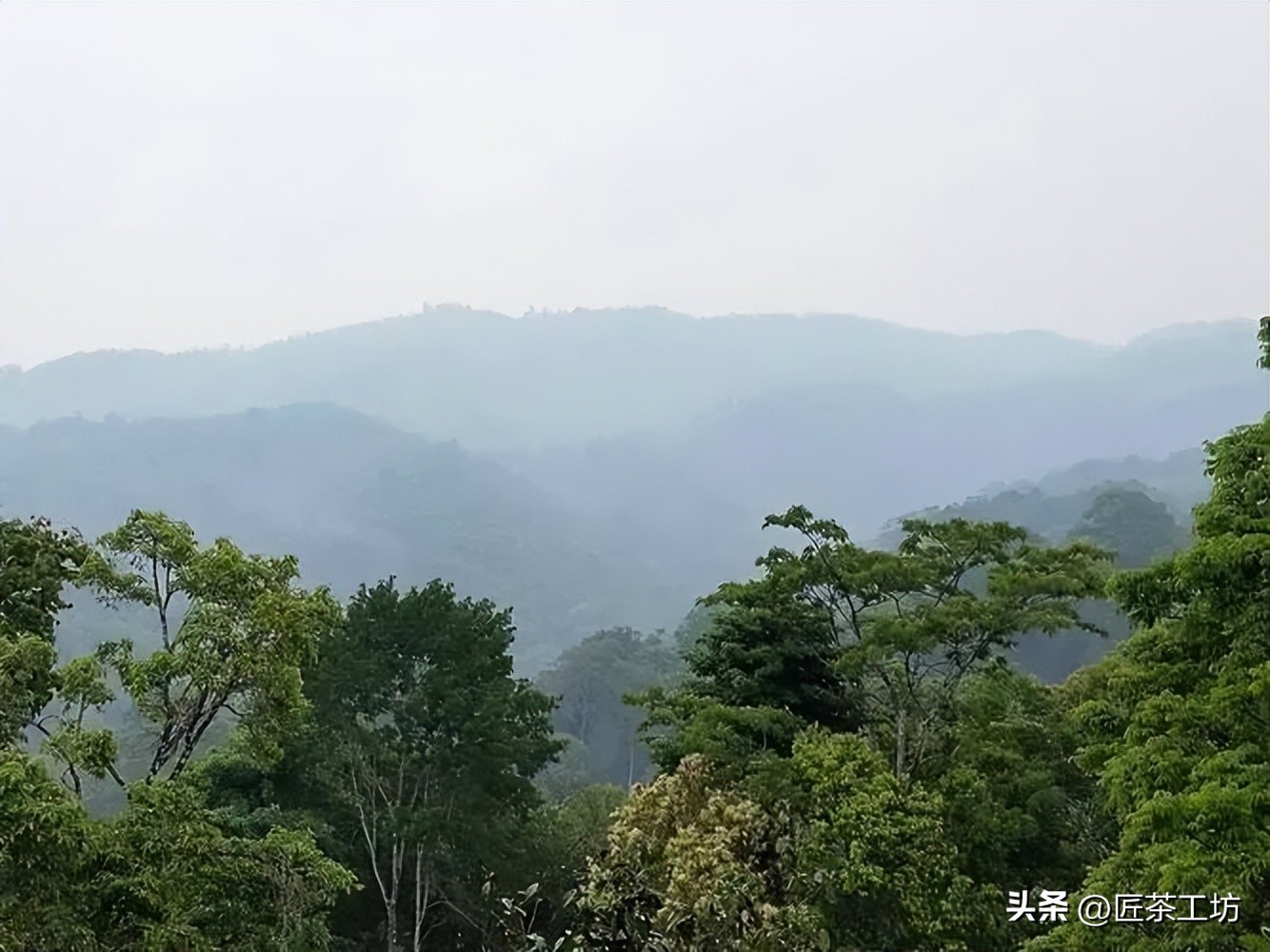 为什么只有曼松才被誉为贡茶,曼松皇家贡茶