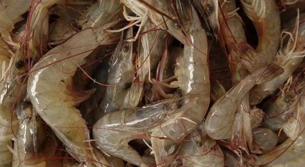 南美白对虾细菌感染和病毒感染,南美白对虾是否有新冠病毒