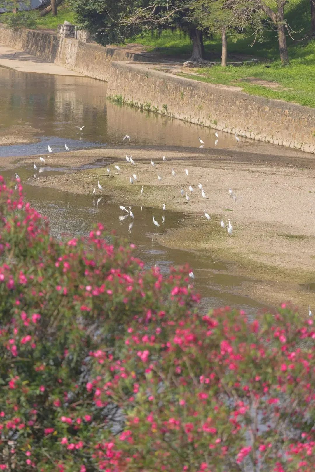 深圳最全红树林公园指南,深圳市最出名红树林湿地公园