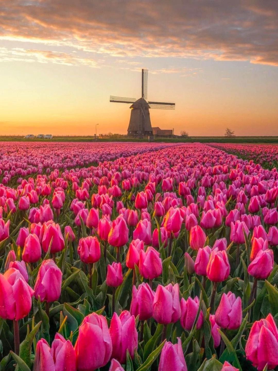 重庆春天适合去的地方,上海春天适合旅游的景点