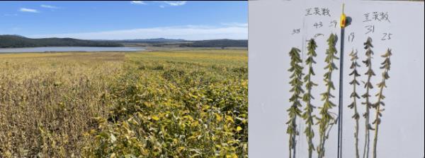 沃滴滴生物液态肥助力玉米、马铃薯高产新潮流，创造高产奇迹