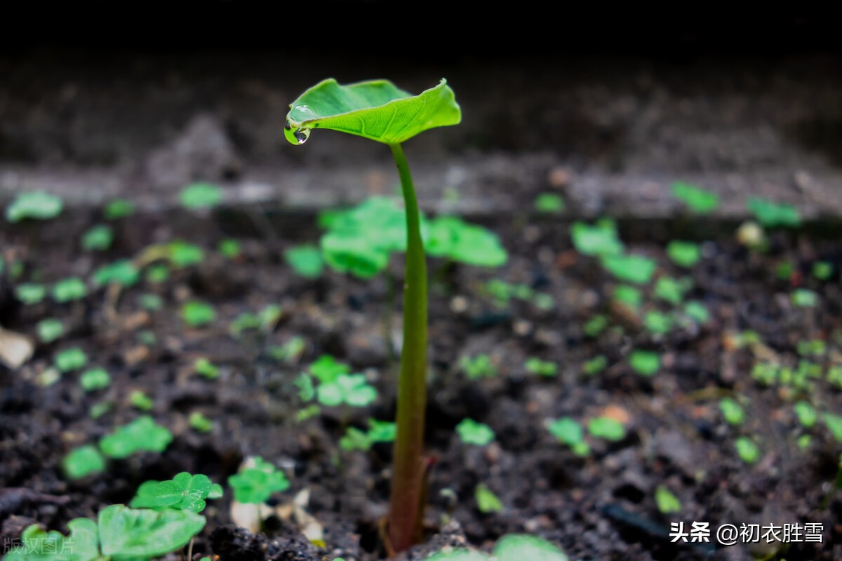 雨水节气诗词精选,雨水节气诗词十首
