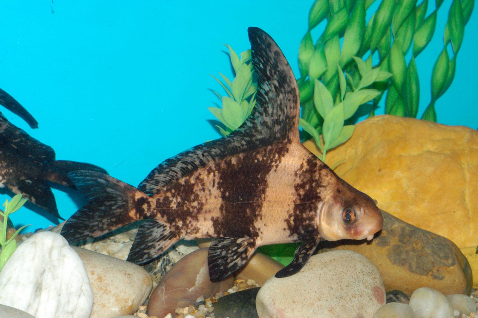 三峡大坝里面最大的鱼有多大,三峡大坝里最大的鱼