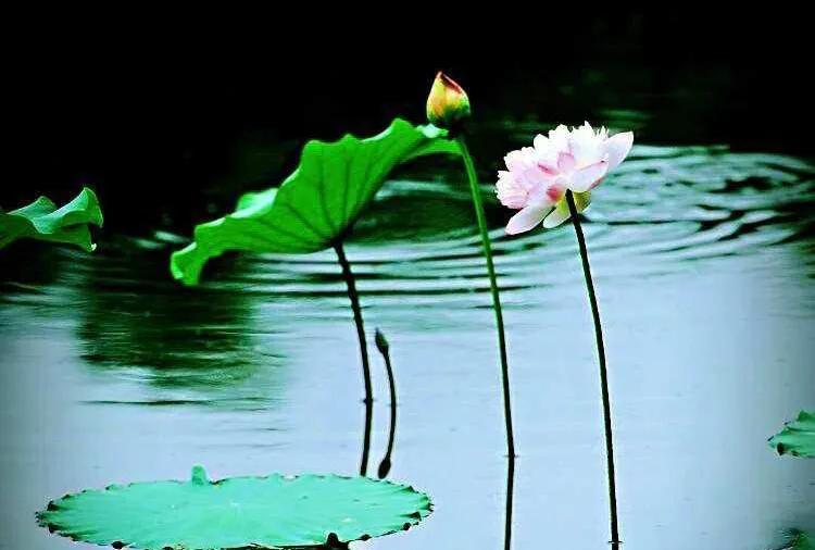 200个心理学效应 (200题心理学题库)