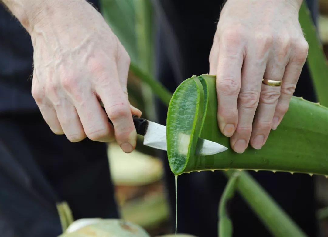瑷露德玛怎么使用,瑷露德玛可以经常用吗