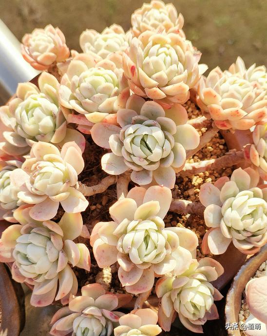 冰梅什么品种最好养,小叶冰梅都可以养出特别好的色吗