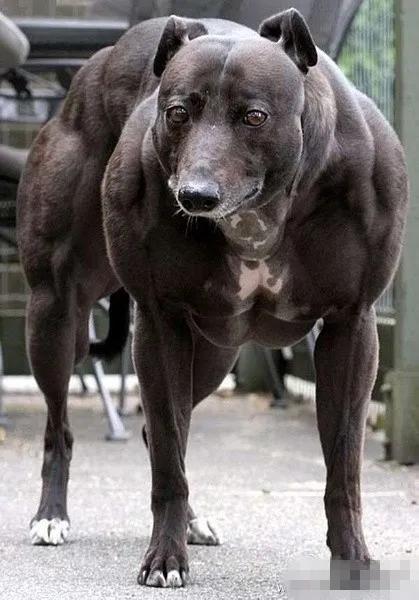 刷新三观的事件,世界自然奇闻异事大全