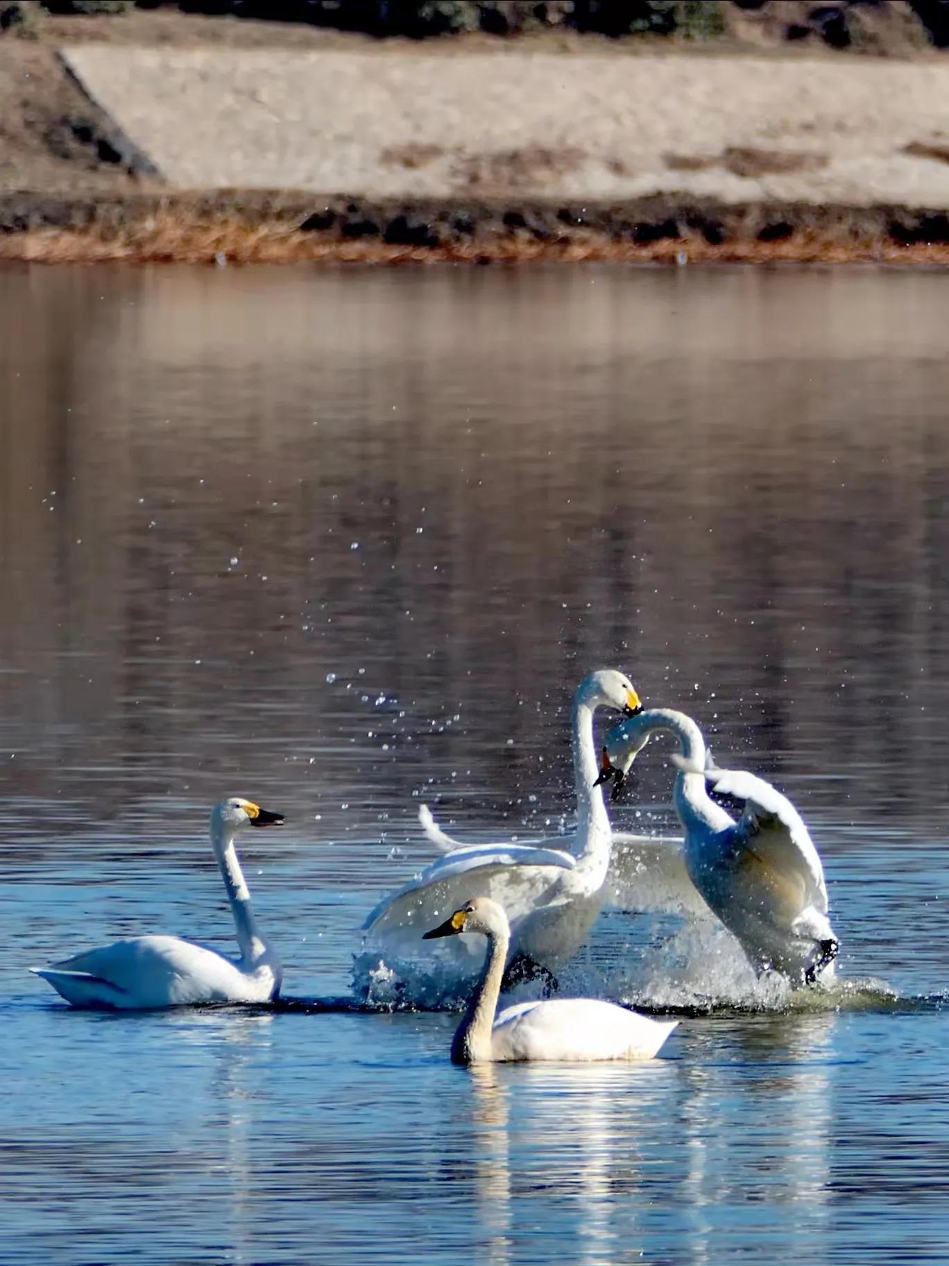 北征北纬南征南纬,北征南战全文
