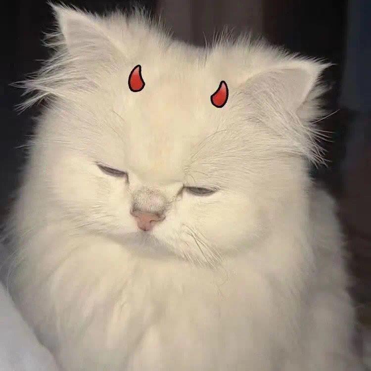 萌萌小猫头像大全可爱,动物头像猫咪可爱