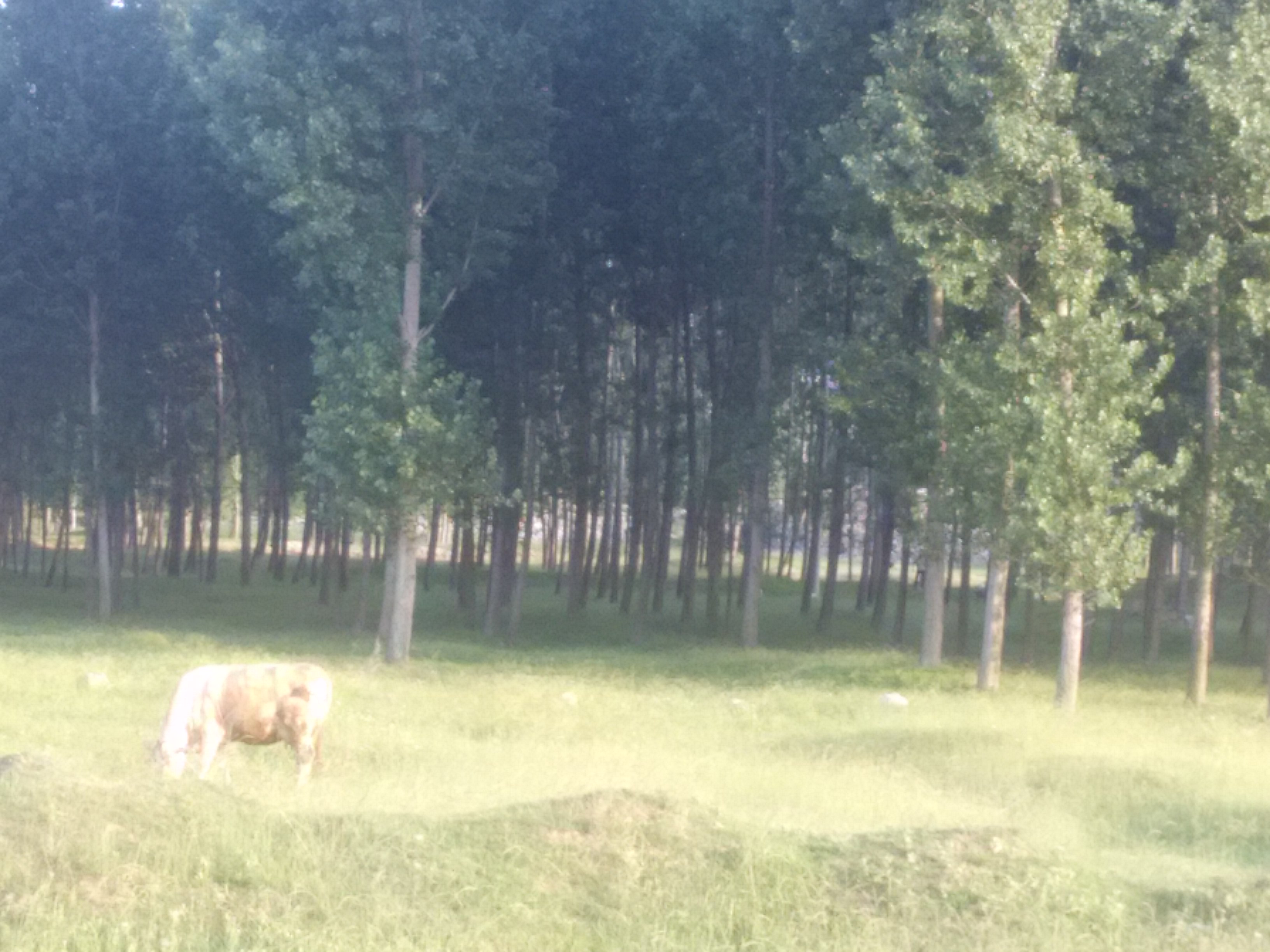 绿色城堡,绿色的城堡壁纸