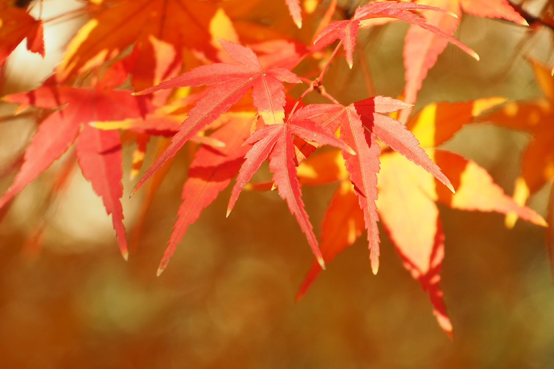 冷枫染红，霜叶流丹。不读这20首红叶诗词，辜负秋光烂漫