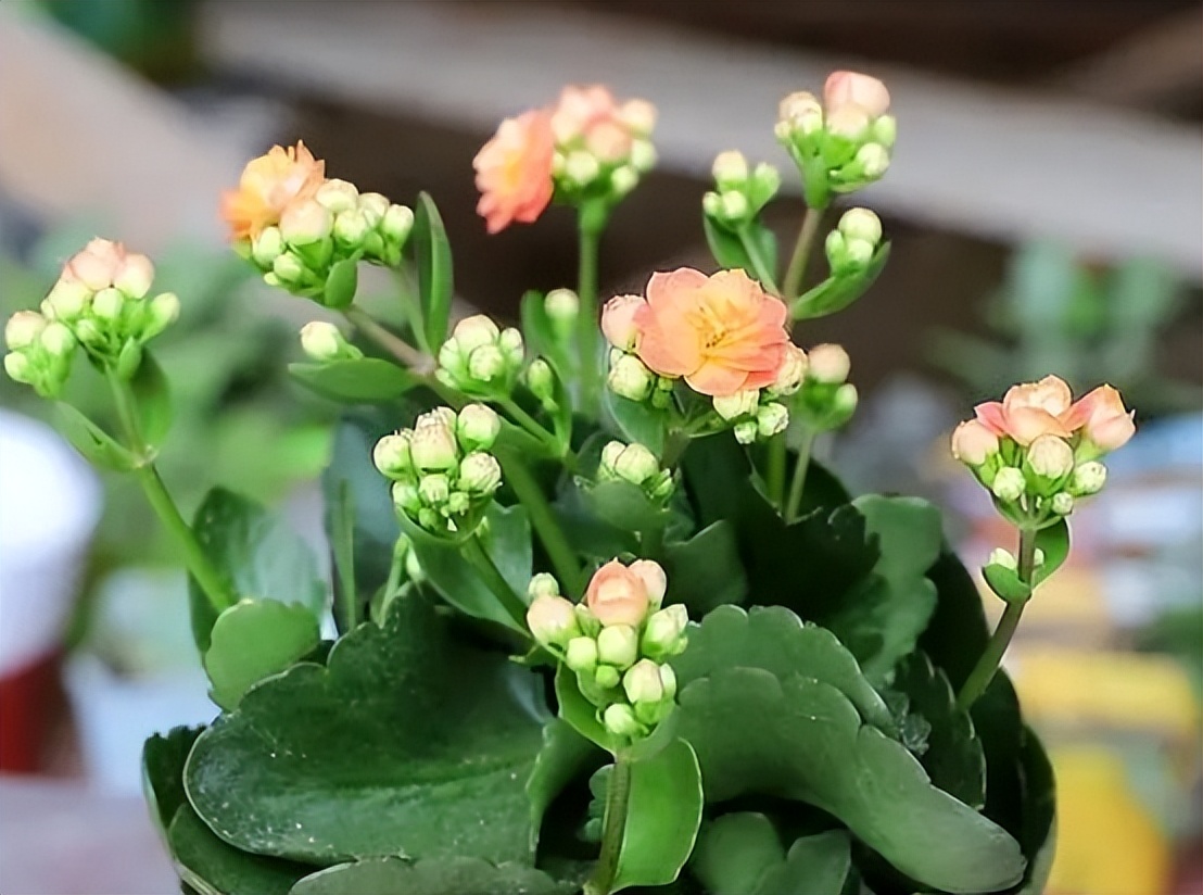 家里最旺财的十种花比较耐阴,家里养什么花最好运气最旺玄学