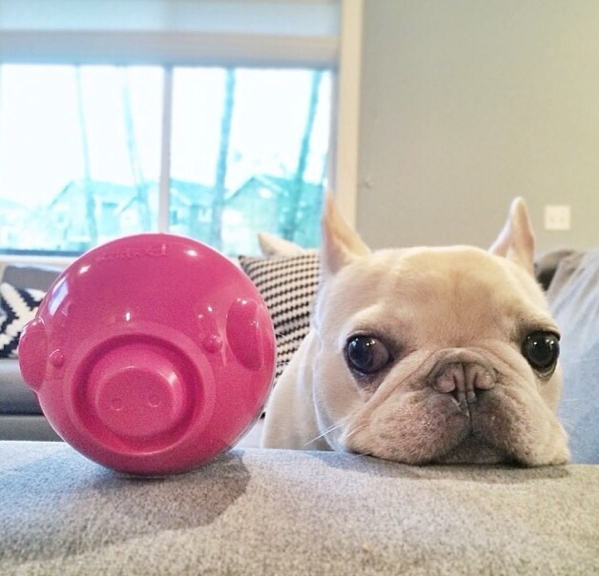 法斗狗的优点和缺点,小法斗的优点缺点