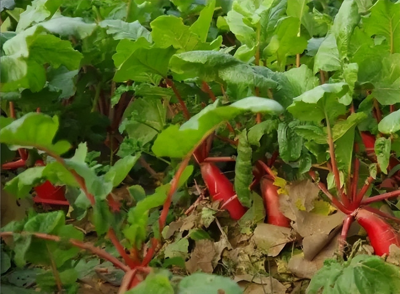 浙江人常吃的蔬菜有哪些,幼儿园常吃的蔬菜有哪些