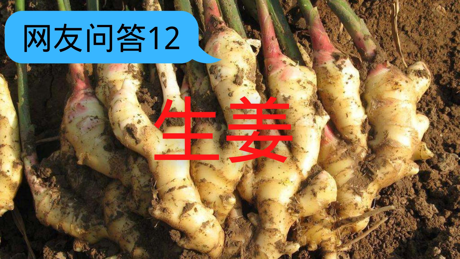 种姜第一次施什么肥料,种姜第一次施肥应注意些什么