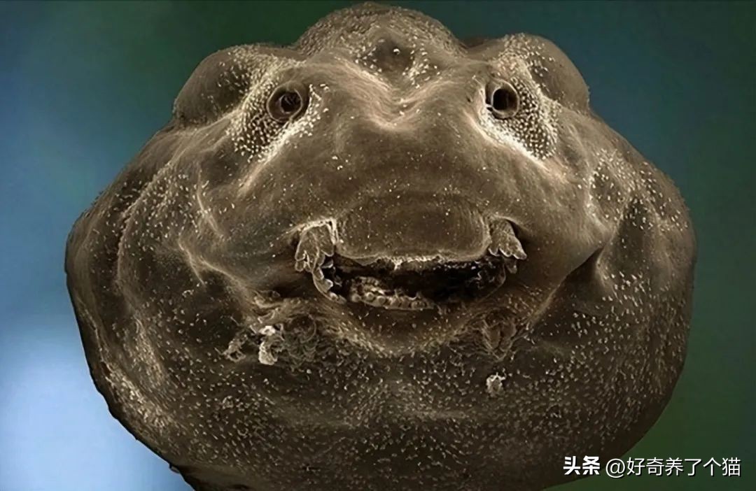 20张罕见图,最罕见的20张图片