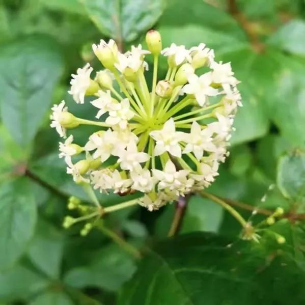 100种迷人的“数字花”,从零到一百万,真是太神奇了