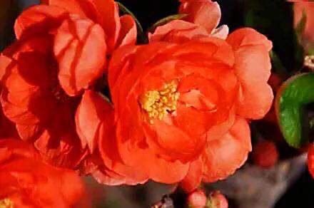 沂州海棠图片,临沂市花沂州海棠