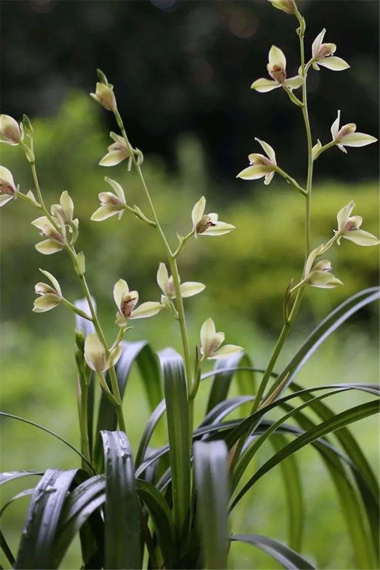 新手养兰花最好用什么植料,养兰花该用什么植料手把手教你