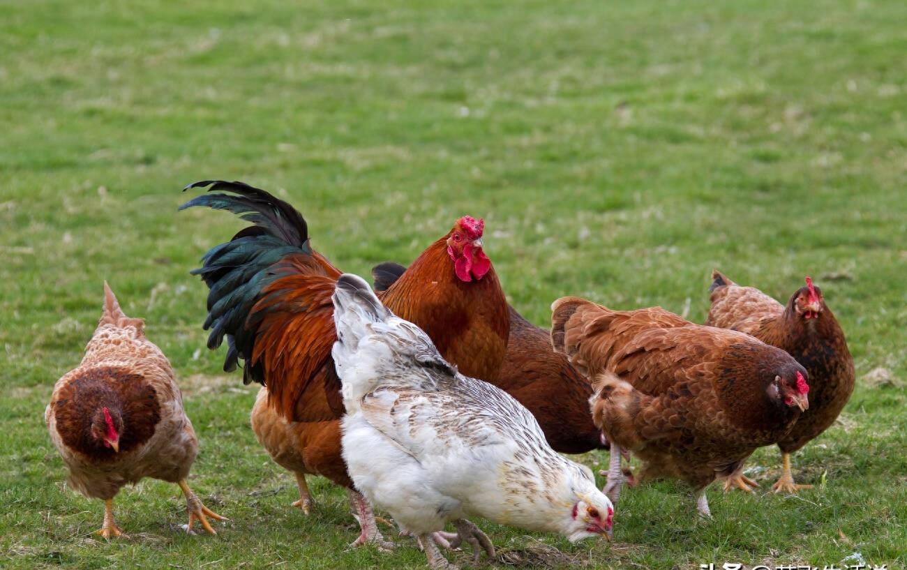 神奇的公鸡产卵,神奇公鸡