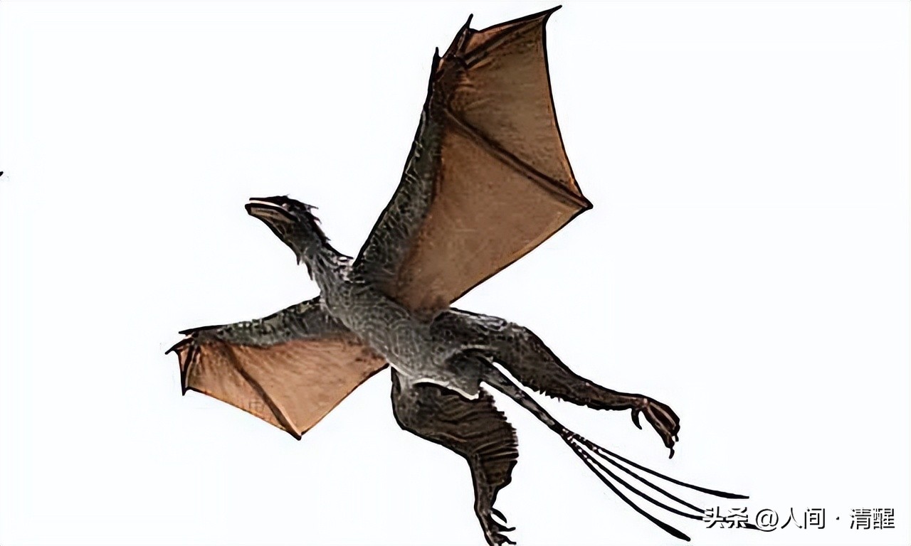 首次挖掘带羽毛的恐龙图片,全部带羽恐龙介绍纪录片