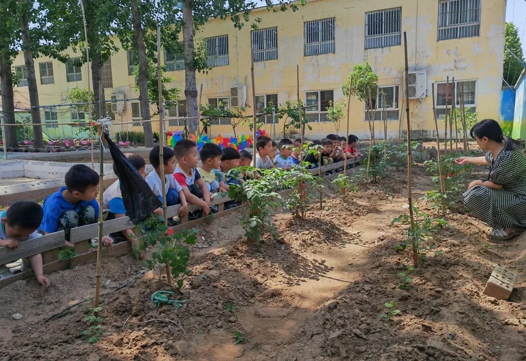 庙后幼儿园小一班《小番茄，大世界》实践活动