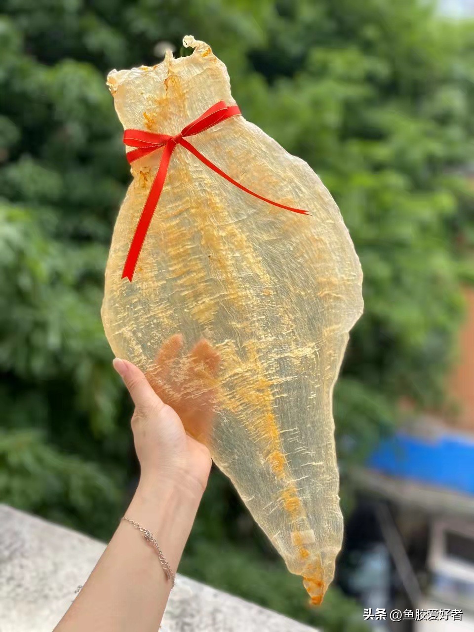 买什么鱼胶比较划算,1000元左右哪种鱼胶最好